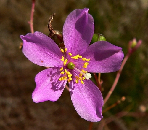{Phemeranthus mengesii}